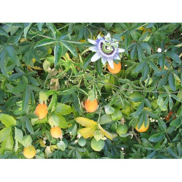 PASSIFLORA caerulea (Passiflore)
