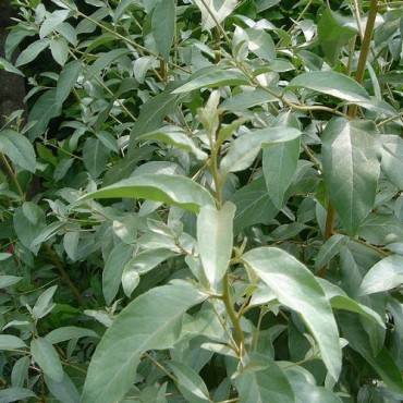 ELAEAGNUS angustifolia (Olivier de Bohême)