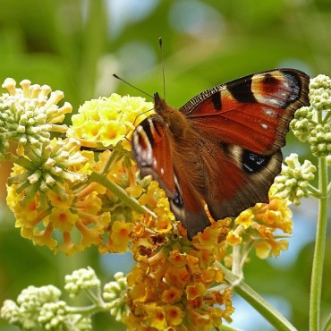 BUDDLEIA weyeriana Sungold (Arbre aux papillons)
