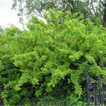 CARAGANA arborescens (Caraganier de Sibérie, arbre aux pois)
