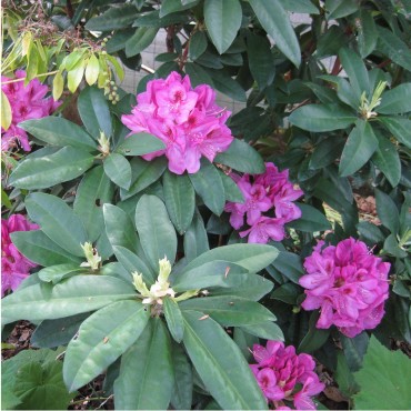 RHODODENDRON hybride ANAH KRUSHKE (Rhododendron mauve Anah Krushke)