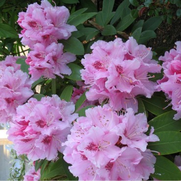 RHODODENDRON hybride ALBERT SCHWEITZER (Rhododendron rose Albert Schweitzer)