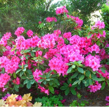 RHODODENDRON hybride ANNA ROSE WHITNEY (Rhododendron rose Anna Rose Whitney)