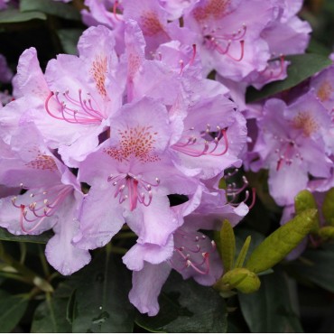 RHODODENDRON hybride CATAWBIENSE GRANDIFLORUM (Rhododendron mauve Catawbiense Grandiflorum)
