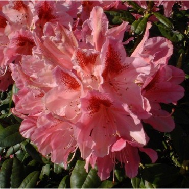 RHODODENDRON hybride COSMOPOLITAN (Rhododendron rose Cosmopolitan)