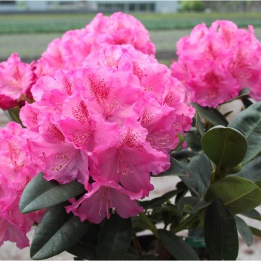 RHODODENDRON hybride CONSTANZE (Rhododendron rose Constanze)
