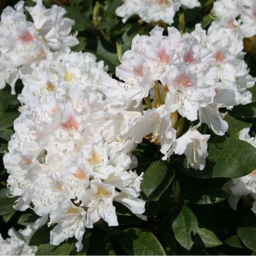 RHODODENDRON hybride CUNNINGHAM'S WHITE (Rhododendron blanc Cunningham's White)