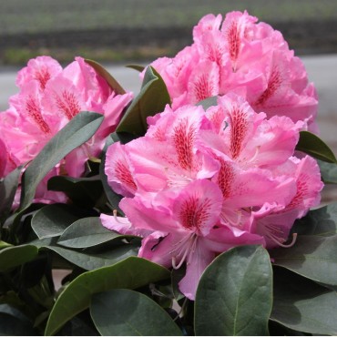 RHODODENDRON hybride FURNIVALL'S DAUGHTER (Rhododendron hybride rose FURNIVALL'S DAUGHTER)
