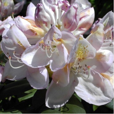 RHODODENDRON hybride GOMER WATERER (Rhododendron hybride blanc Gomer Waterer)