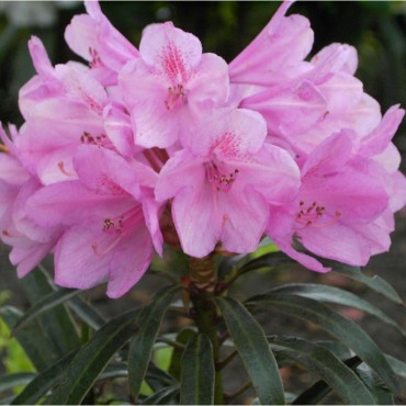 RHODODENDRON hybride GRAZIELLA (Rhododendron rose mauve Graziella)