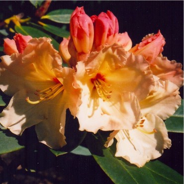 RHODODENDRON hybride HORIZON MONARCH (Rhododendron orange HORIZON MONARCH)