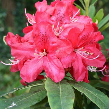 RHODODENDRON hybride HUGH KOSTER (Rhododendron hybride rouge Hugh Koster)