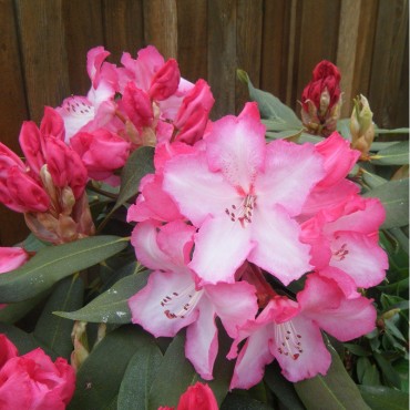 RHODODENDRON hybride LEM'S MONARCH (Rhododendron rose Lem's monarch)