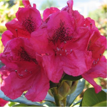 RHODODENDRON hybride LORD ROBERTS (Rhododendron rouge Lord Roberts)