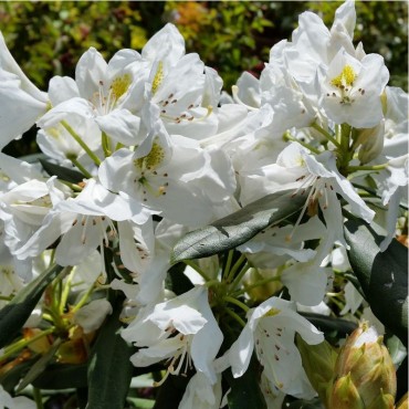 RHODODENDRON hybride MADAME MASSON (Rhododendron hybride blanc Madame Masson)