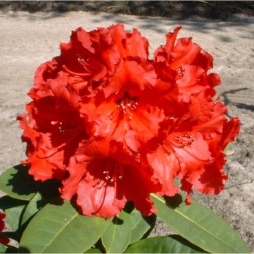 RHODODENDRON hybride RED JACK (Rhododendron rouge Red Jack)