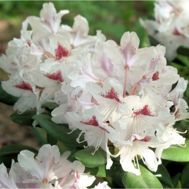 RHODODENDRON hybride SCHNEEAUGE (Rhododendron blanc Schneeauge)