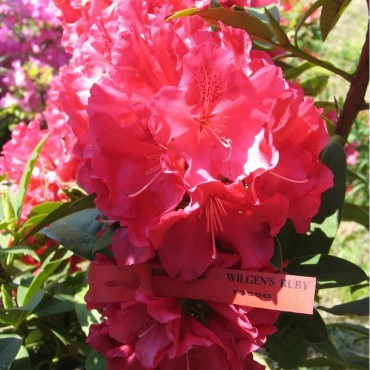 RHODODENDRON hybride WILGENS RUBY (Rhododendron rouge Wilgens Ruby)