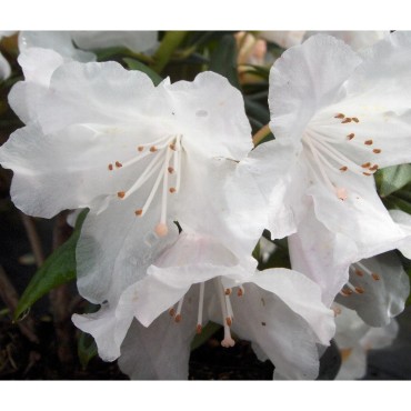 RHODODENDRON NAIN DORA AMATEIS (Rhododendron nain blanc Dora amateis)