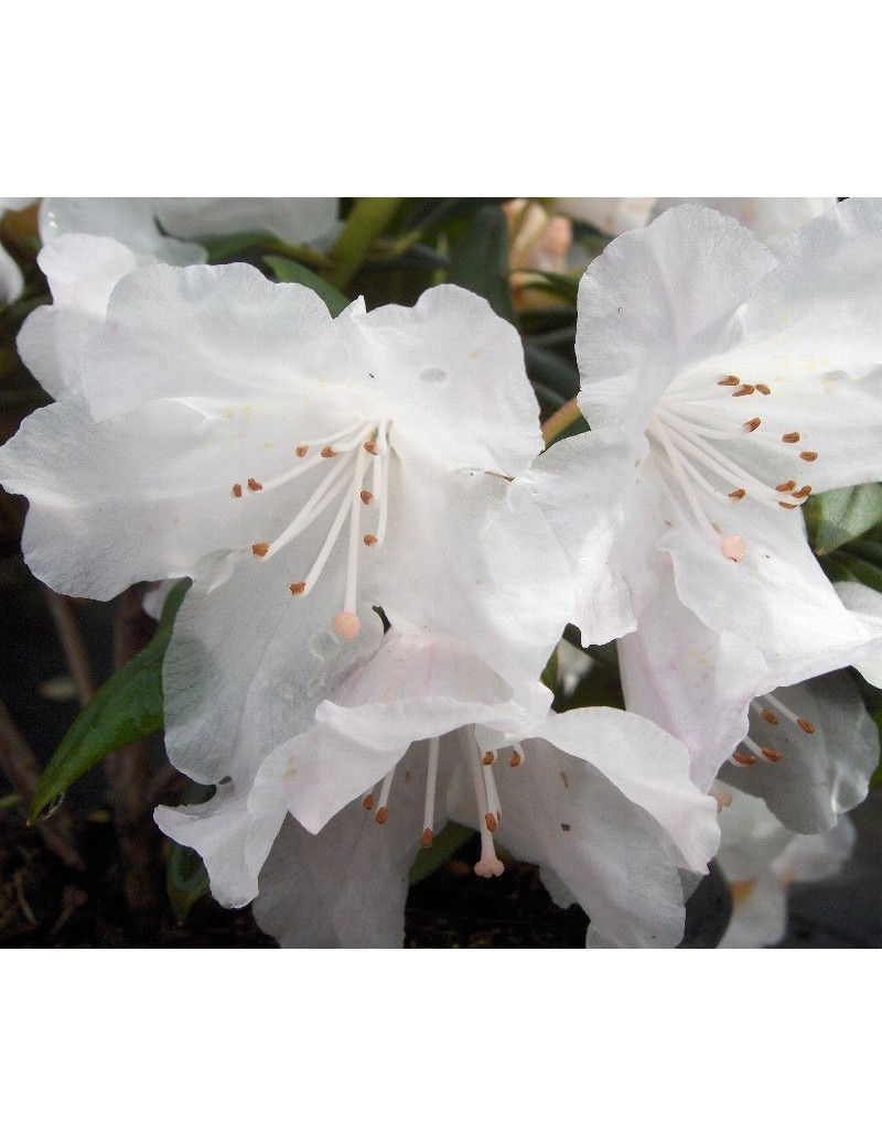 RHODODENDRON NAIN DORA AMATEIS (Rhododendron nain blanc Dora amateis)