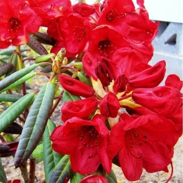 RHODODENDRON NAIN RED FOLIAGE (Rhododendron nain rouge Red foliage)