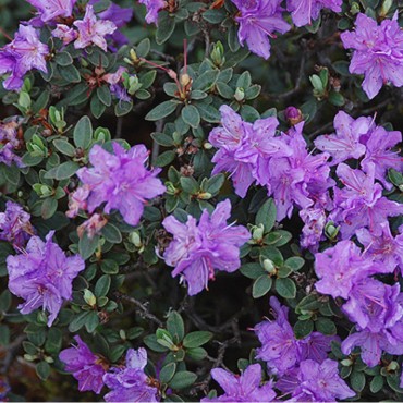 RHODODENDRON NAIN RAMAPO (Rhododendron nain violet Ramapo)