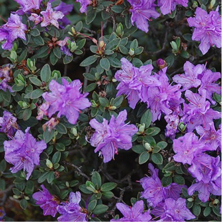 RHODODENDRON NAIN RAMAPO (Rhododendron nain violet Ramapo)