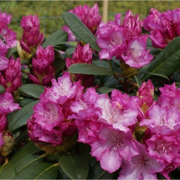 RHODODENDRON yakushimamum BLURETTIA (Rhododendron de Yakushima violet Blurettia)