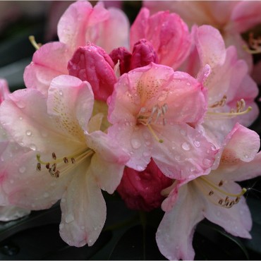 RHODODENDRON yakushimanum PERCY WISEMAN (Rhododendron de Yakushima rose Percy Wiseman)
