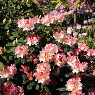 RHODODENDRON yakushimanum PERCY WISEMAN (Rhododendron de Yakushima rose Percy Wiseman)