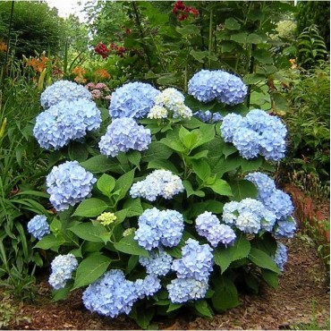 HYDRANGEA macrophylla ENDLESS SUMMER (R) Bailmer (Hortensia Endless Summer® The Original bleu)