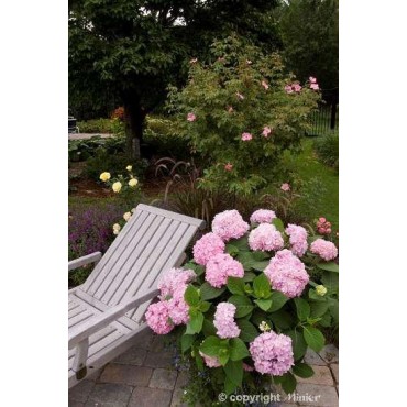 HYDRANGEA macrophylla ENDLESS SUMMER (R) Bailmer (Hortensia Endless Summer® The Original rose)