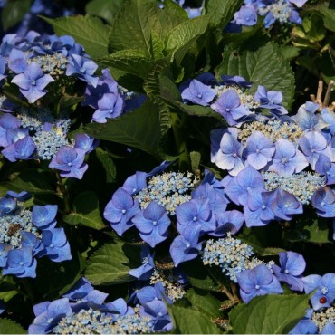 HYDRANGEA macrophylla TELLER BLAUMEISE (Hortensia bleu Teller Blaumeise)