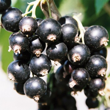 CASSISSIER noir Neva® (Ribes Nigrum)