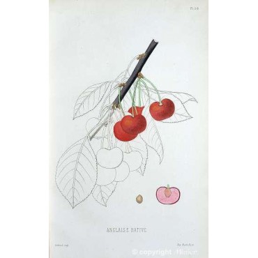Cerisier Anglaise Hâtive (Prunus cerasus)