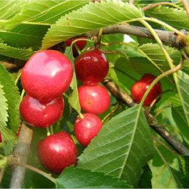 CERISIER Bigarreau Van (Prunus avium)