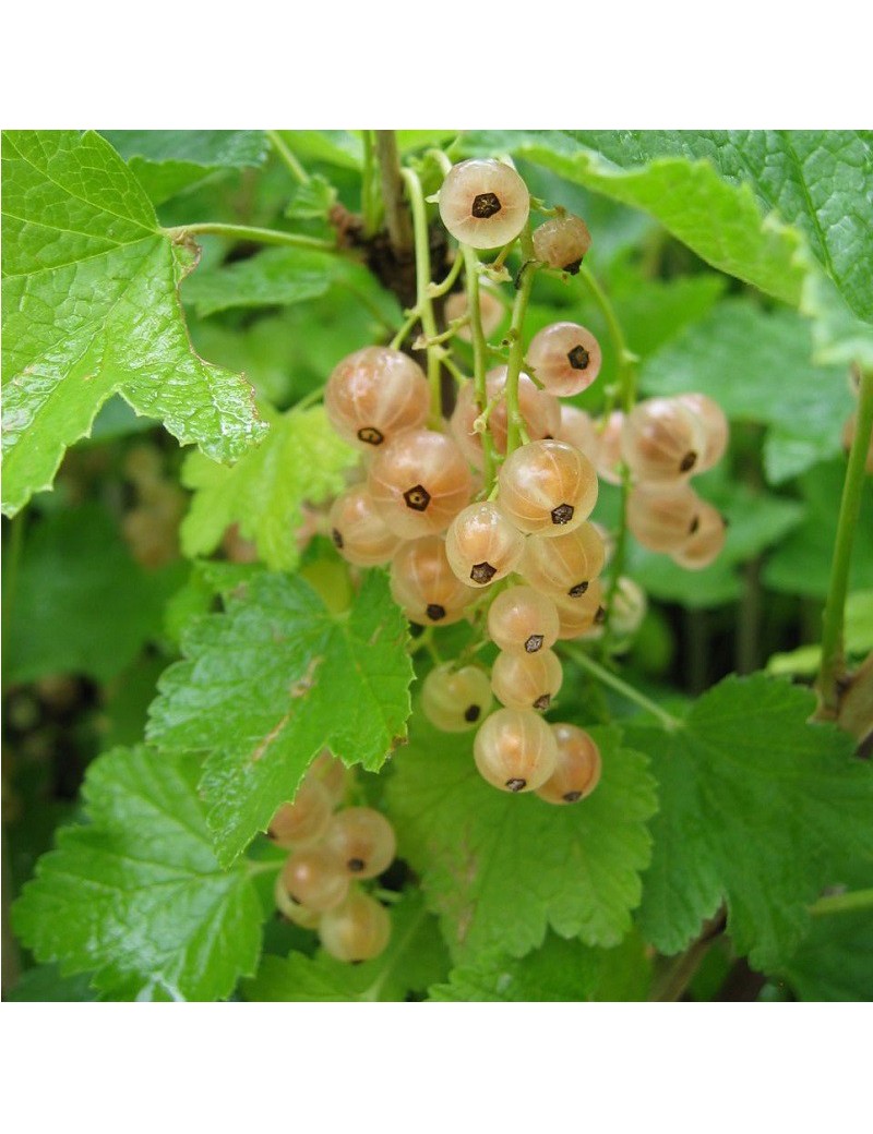 GROSEILLIER à grappes Versaillaise blanche (Ribes rubrum)