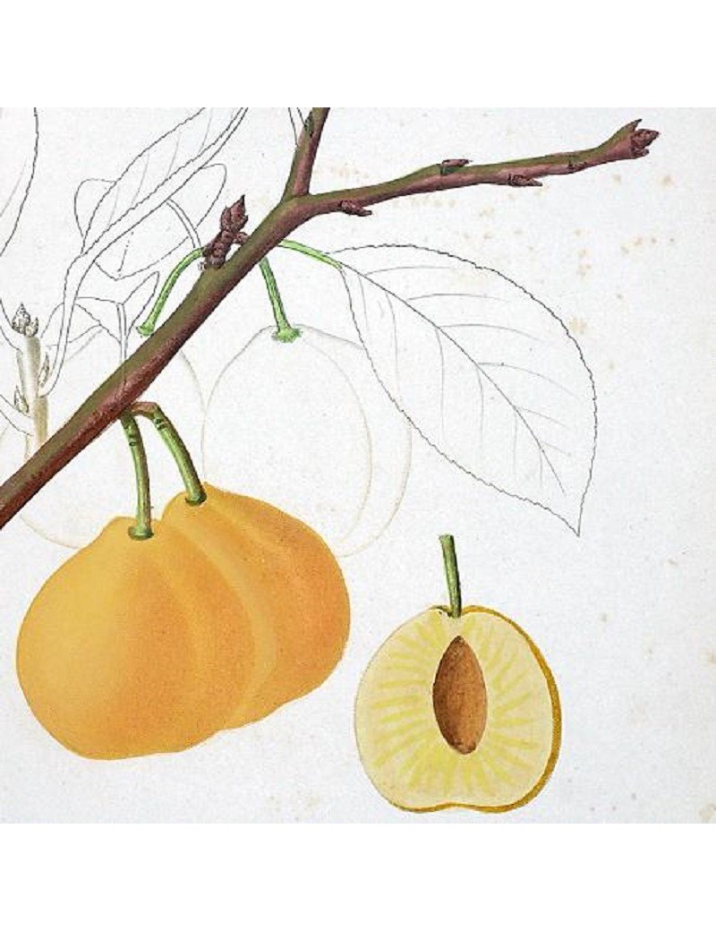 PRUNIER abricot (PRUNUS domestica ABRICOT)