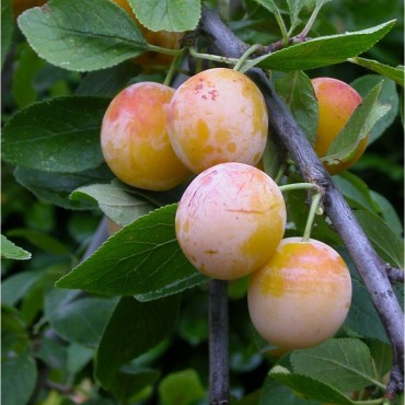 PRUNIER Mirabelle de Nancy (Prunus domestica)