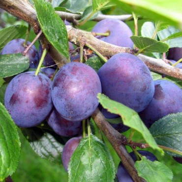 PRUNIER Reine-Claude Violette (Prunus domestica)