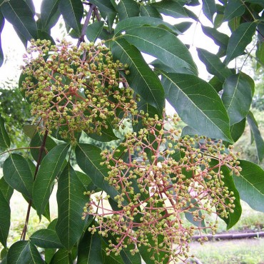 EUODIA daniellii ou Tetradium daniellii var. hupehensis (Arbre à miel)