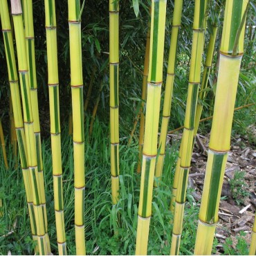 PHYLLOSTACHYS aureosulcata SPECTABILIS (Bambou aureosulcata Spectabilis)