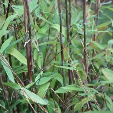 FARGESIA nitida Trifina (Fargésia non traçant Trifina)