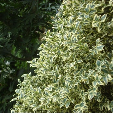 BUXUS sempervirens Elegantissima (Buis commun panaché)